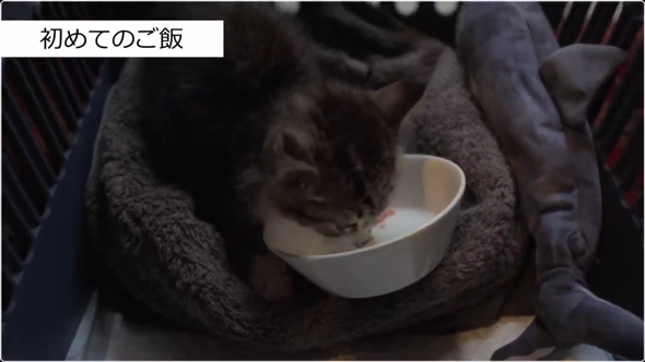 炎天下の車道でうずくまる子猫を保護