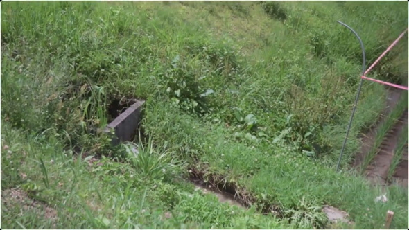 炎天下の車道でうずくまる子猫を保護