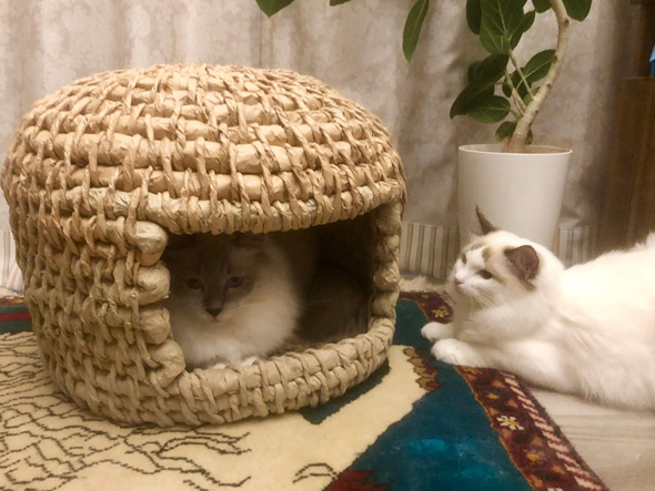 Amazonの紙で作った猫ちぐら