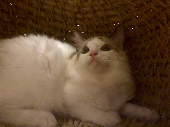 Amazonの紙で作った猫ちぐら