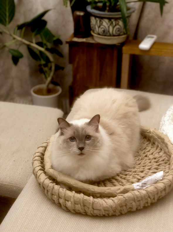 Amazonの紙で作った猫ちぐら