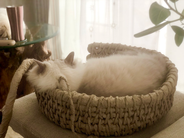 Amazonの紙で作った猫ちぐら