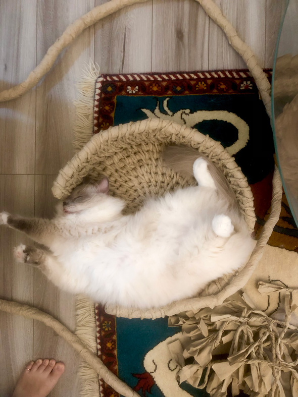 Amazonの紙で作った猫ちぐら