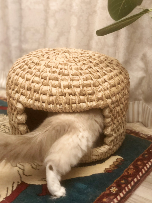 Amazonの紙で作った猫ちぐら