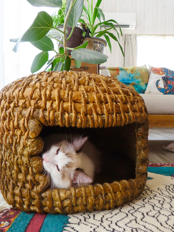 Amazonの紙で作った猫ちぐら