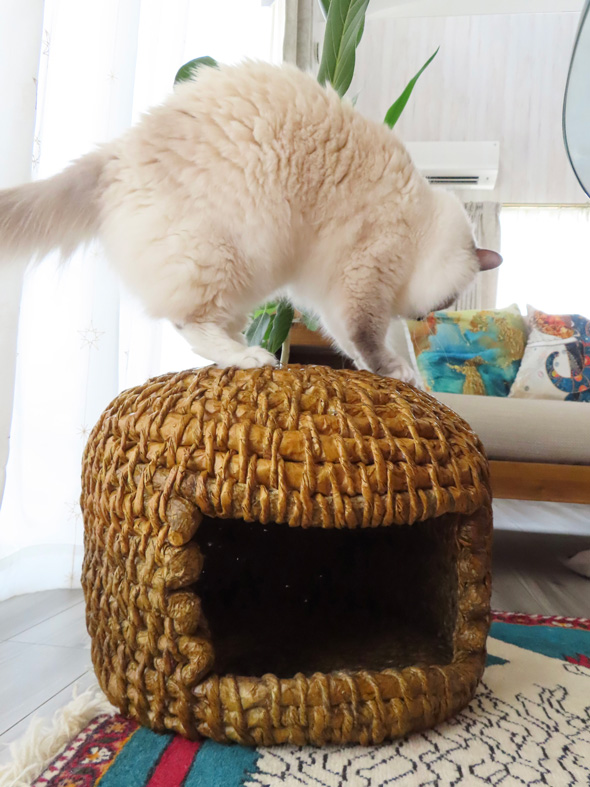 Amazonの紙で作った猫ちぐら