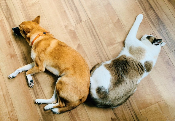 寝転がるワンコと猫