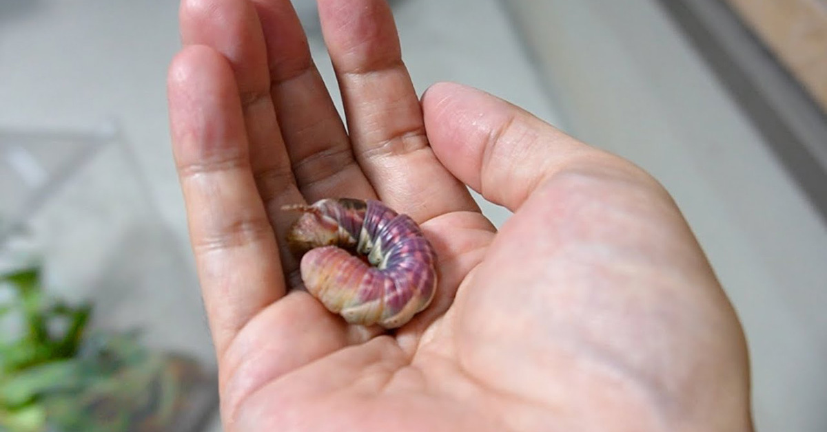 庭で見つけた“変なイモムシ”を8カ月育てたら……　とんでもない生物の誕生に「神秘的」「思った以上に可愛い」（1/3） | その他生き物 ねとらぼ