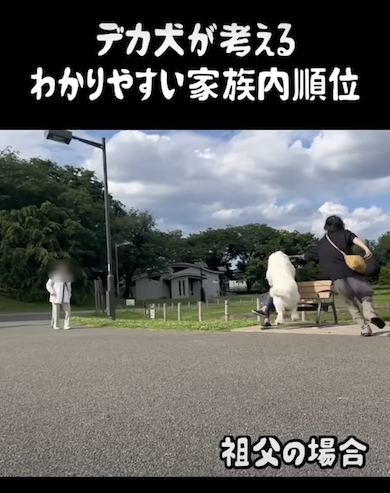 祖父に気付くデカ犬