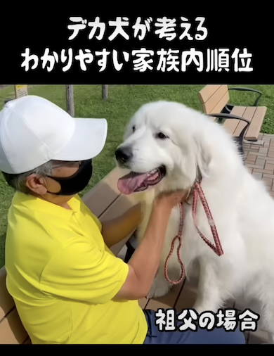 祖父に気付くデカ犬
