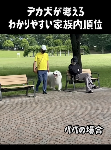 パパに気付くデカ犬