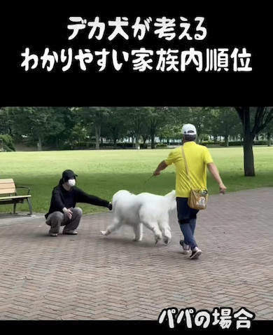 パパに気付くデカ犬
