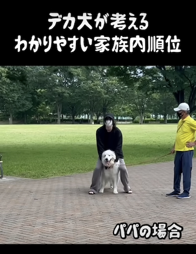 パパに気付くデカ犬