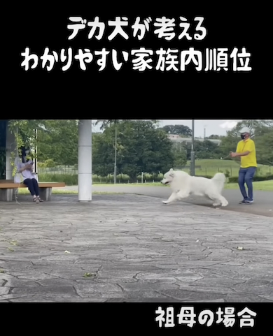 祖母に気付くデカ犬