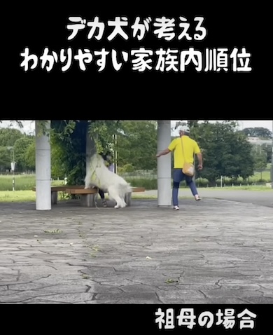 祖母に気付くデカ犬