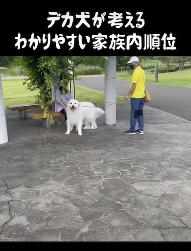 祖母に気付くデカ犬