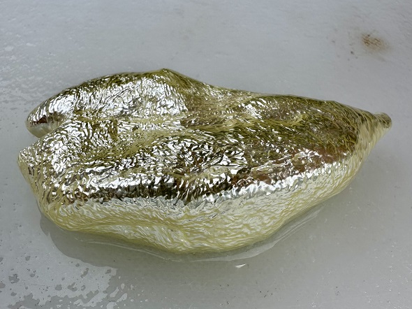 深海魚であるギスをさばいて体内から取り出した浮き袋