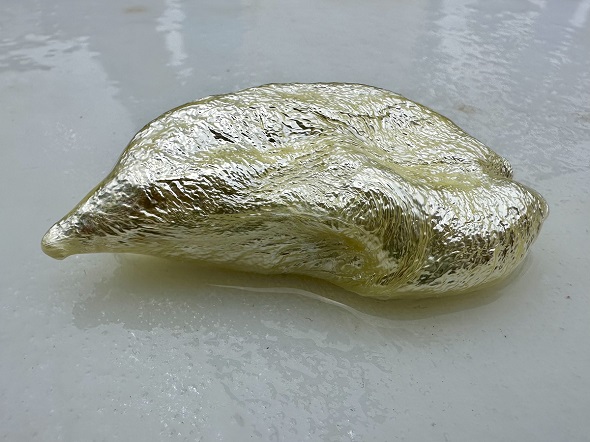 深海魚であるギスをさばいて体内から取り出した浮き袋