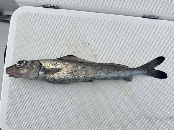 黄金の浮き袋を有する深海魚のギス