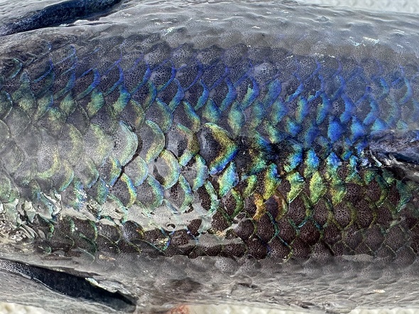 構造色により光を当てると色彩豊かになるギスの背面