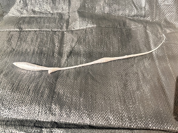 深海魚の体内から出てきた銀色の浮き袋