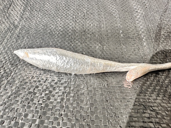 深海魚の体内から出てきた銀色の浮き袋