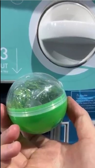 妻の頭から草生えた