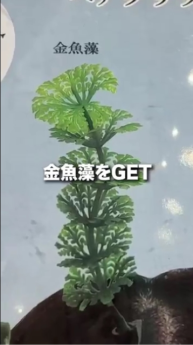 妻の頭から草生えた