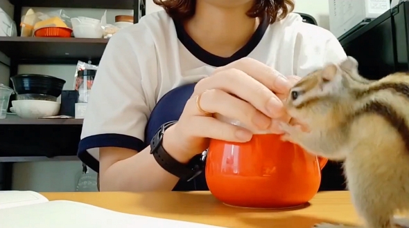 シマリス エキゾチックアニマル