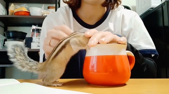 シマリス エキゾチックアニマル