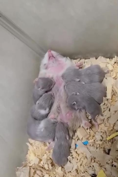 授乳中のハムスター