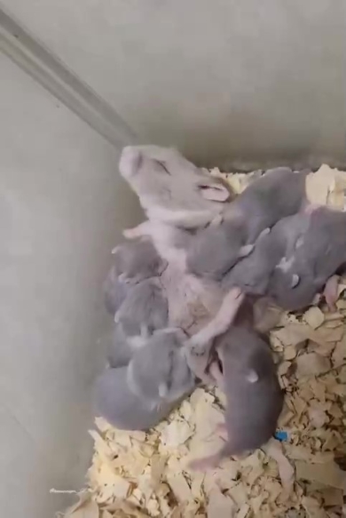 授乳中に起き上がるハムスター