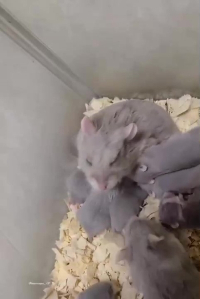 授乳中に起き上がるハムスター