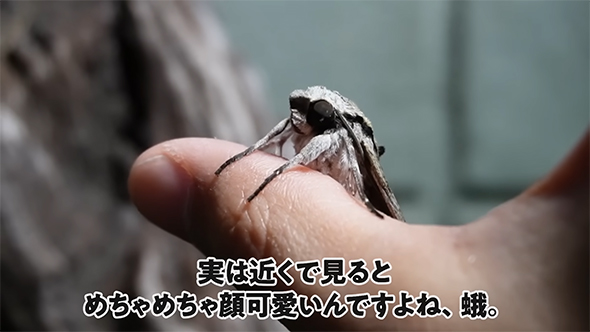 実は近くで見ると