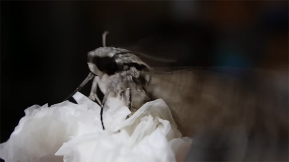 ティッシュとシモフリスズメ