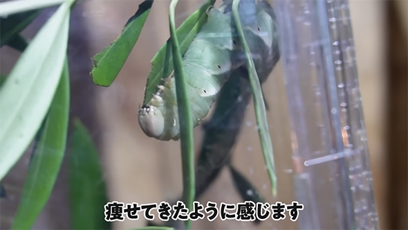 痩せてきたように