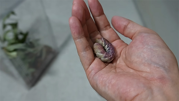 手のひらの上に幼虫