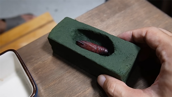 緑色の入れ物に入ったサナギ