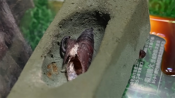 サナギの殻アップ