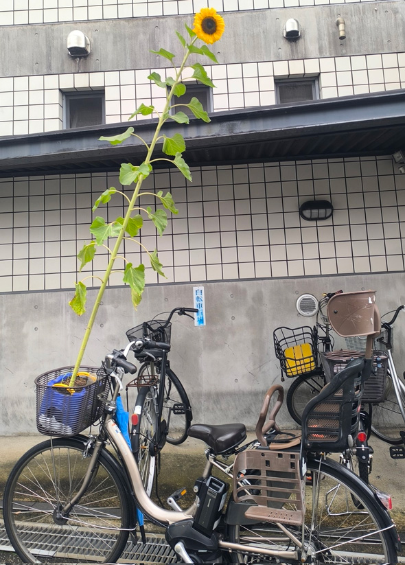 ヒマワリ 学校 持ち帰った 自転車 立派 成長 高い