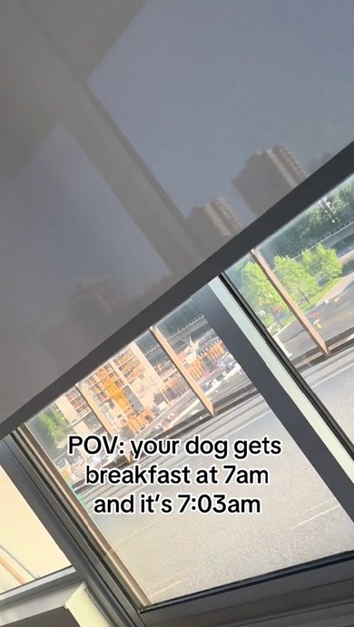 朝食後のワンコ