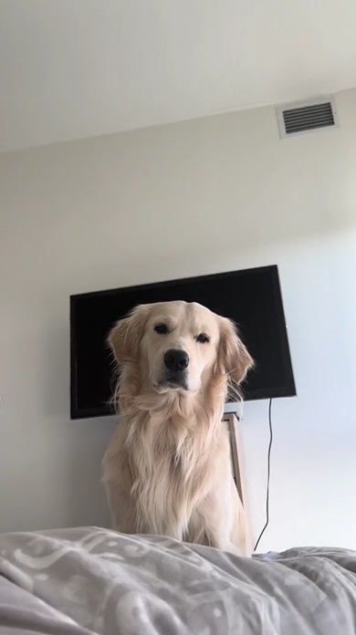 朝食後のワンコ