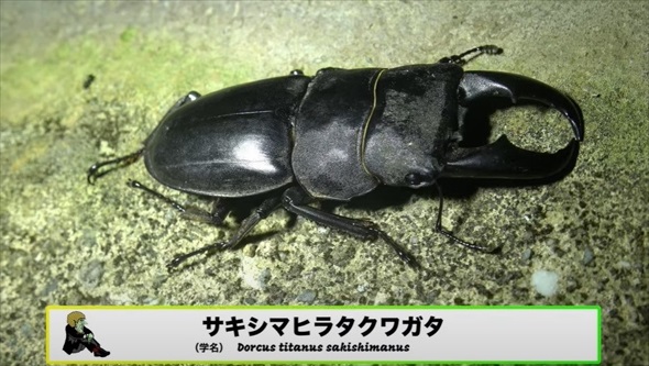 真っ暗な山道の側溝をのぞいたら