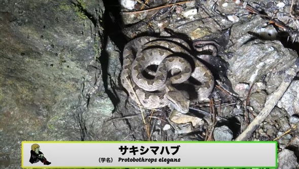 真っ暗な山道の側溝をのぞいたら