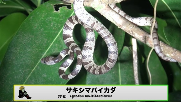 真っ暗な山道の側溝をのぞいたら