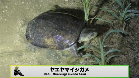 真っ暗な山道の側溝をのぞいたら