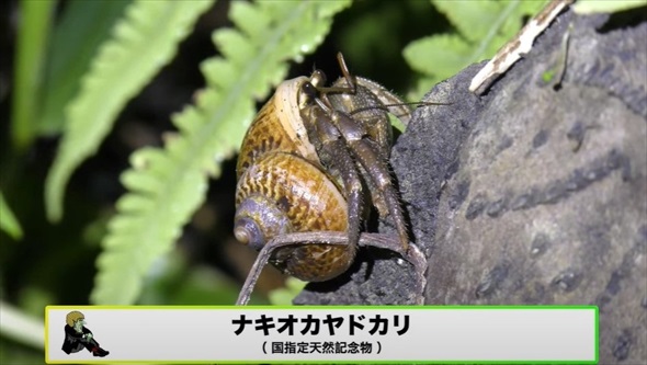 真っ暗な山道の側溝をのぞいたら