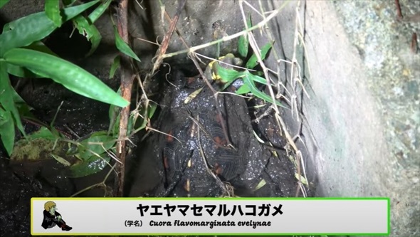 真っ暗な山道の側溝をのぞいたら