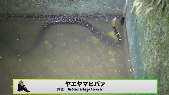 真っ暗な山道の側溝をのぞいたら