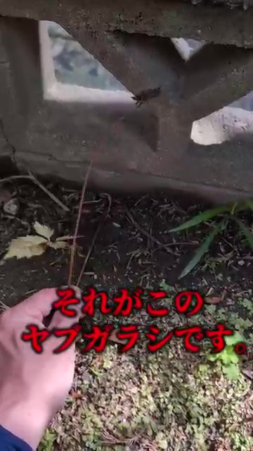ヤブガラシです